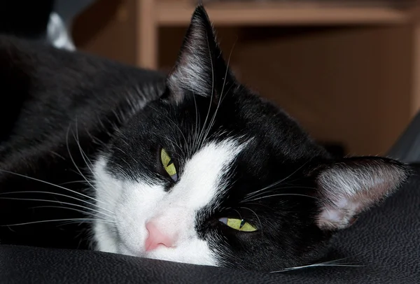 Ospalý smutná kočka na pohovce, Ospalá kočka bílou a černou tvář zblízka, zaměřit se na obličej, rozostření pozadí, kočka domácí, ospalá líná kočka, kočka odpočívá — Stock fotografie