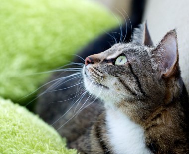 kedi portre yakın çekim