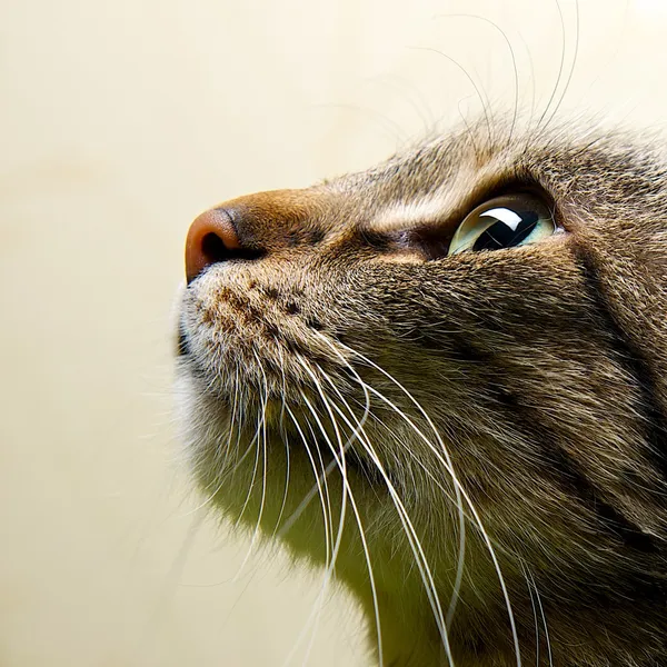 Retrato de gato de perto — Fotografia de Stock