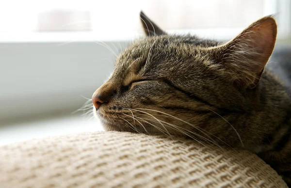 Спящая кошка на диване — стоковое фото