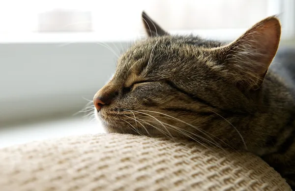 bir kanepede uyuyan kedi