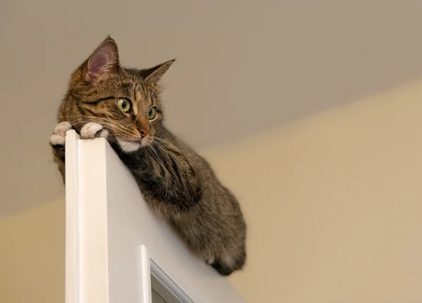 Gato, gato em repouso na parte superior da porta em fundo claro borrão, bonito gato engraçado de perto, pequeno gato preguiçoso sonolento, gato doméstico, gato relaxante, gato descansando, gato preguiçoso no dia, foco seletivo para o rosto — Fotografia de Stock