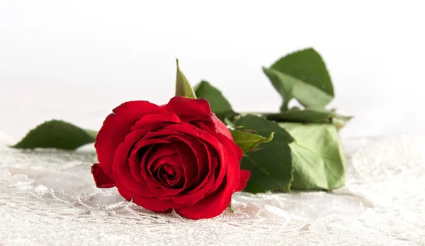 Rosa roja, hermosa rosa roja con gotitas de agua después de la lluvia en el fondo borroso, enfoque selectivo en el centro. Contraste . — Foto de Stock