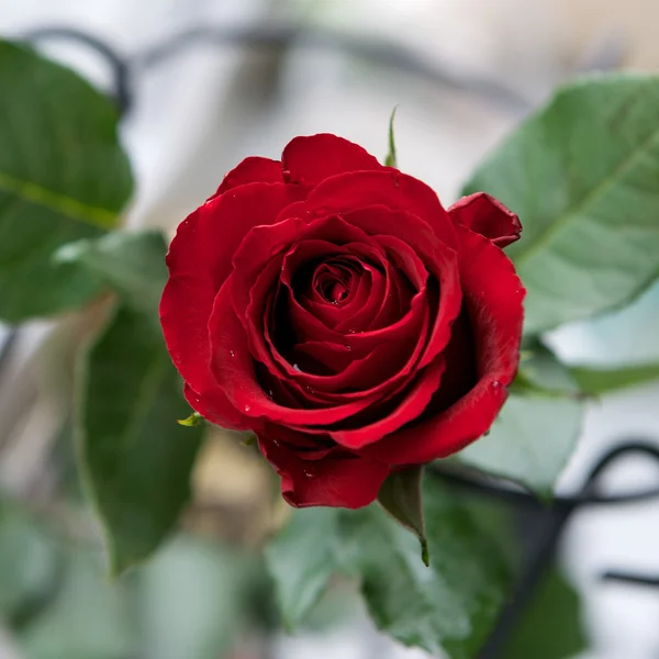 Červená růže, krásné červené růže s kapky vody po dešti rozostření pozadí, selektivní zaměření — Stock fotografie
