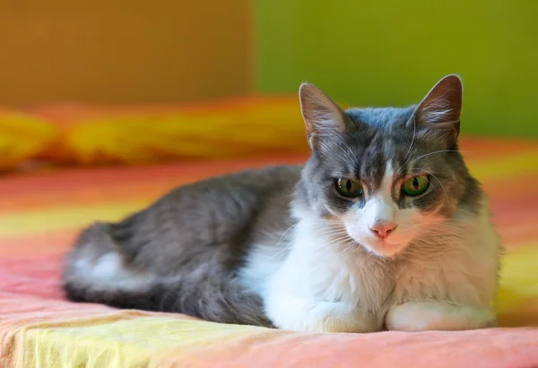 Serious Cat on a bed in colorful background, sleepy cat close up, lazy cat, lazy cat on day time, animals, domestic cat, relaxing cat, cat resting, cat on siesta time — Stock Photo, Image