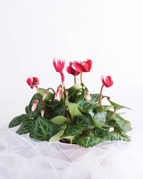 Rosa Blüten im unscharfen Hintergrund, Fokus auf die Mitte des Objekts. Karte mit Blumen. verschwimmen Schatten Hintergrund und rosa flowers.christmas decoration.conceptual Foto. Grußkarte. Selektiver Fokus. — Stockfoto