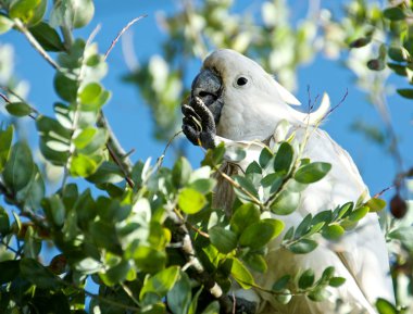 Kükürt tepeli kakadu, cacatua galleria, büyük beyaz kakadu popüler Avustralya ve Yeni Gine, büyük beyaz papağan yeşil arka plan, ağaç arka planda, seçici odak için göz izole papağan bulanıklık