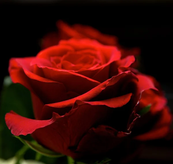 Rosa roja de cerca con fondo borroso, enfoque selectivo a la mitad de la foto. Flor borrosa roja de cerca, foto de contraste nítida, foto conceptual. Flor roja con la bonita sombra. Saturado . — Foto de Stock