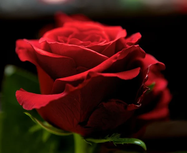 Rosa roja de cerca con fondo borroso, enfoque selectivo a la mitad de la foto. Flor borrosa roja de cerca, foto de contraste nítida, foto conceptual. Flor roja con la bonita sombra. Saturado . — Foto de Stock