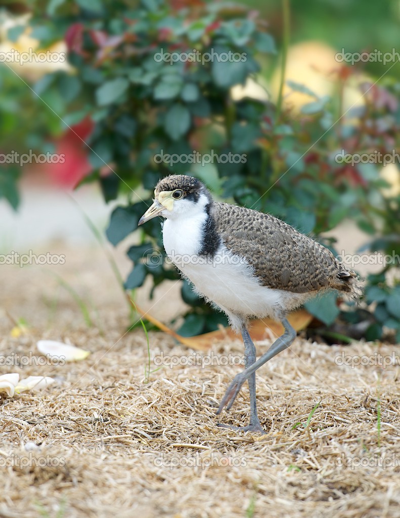 Australian bird in dirty background,bird in Sydney park, Masked Lapwing