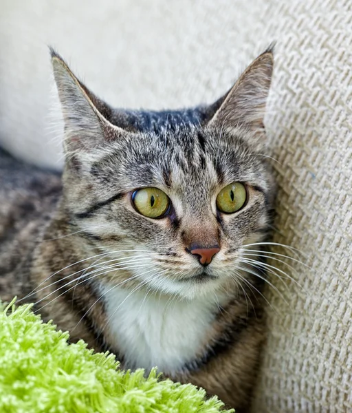 Cat, resting cat in blur light background, angry cat, cat close up, domestic cat, selective focus to the face, focus to the cat, composition, grey cat with blur noisy background, focal focus — Stock Photo, Image