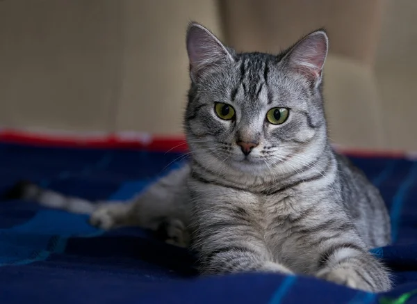 Portrait of elegant grey cat, young cat in blur dark dirty background, cat portrait close up, animals, domestic cat, cat with green eyes, grey cat,cat resting,selective focus to the face, uneven light