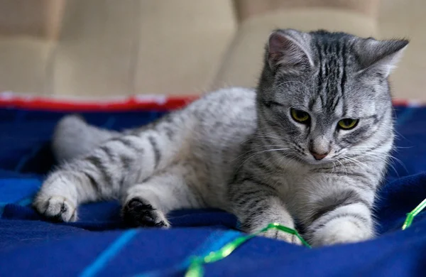 Portrait of elegant grey cat, young cat in blur dark dirty background, cat portrait close up, animals, domestic cat, cat with green eyes, grey cat,cat resting,selective focus to the face, uneven light — Stock Photo, Image