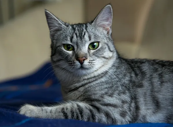 Portrait of elegant grey cat, young cat in blur dark dirty background, cat portrait close up, animals, domestic cat, cat with green eyes, grey cat,cat resting,selective focus to the face, uneven light — Stock Photo, Image