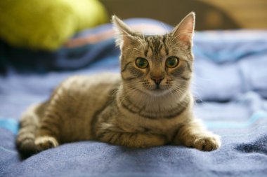 zarif Gri kedi portresi, genç kedi kirli koyu arka plan bulanıklık, kedi portre yakın çekim, hayvanlar, yerli kedi, kedi ile yeşil gözleri, Gri kedi, düşük ISO değerlerinde fotoğraf, gözler için seçici odak