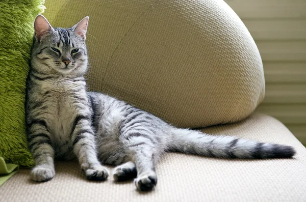 Gatto, gatto curioso da vicino, gatto curioso a casa, giovane gatto giocherellone grigio con sguardo supplichevole allo spettatore con spazio per pubblicità e testo, gatto — Foto Stock