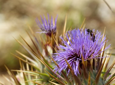 Malta bitki, Malta çiçekler, Menekşe çiçeği çiçek Milk Thistle, Silybum marianum, muhteşem bitki kutsal Thistle, ada flora, dikenli çiçek, Sardunyalı bitki, Malta flora, Menekşe çiçeği yakın çekim