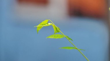 Genç çekimlerin yakın plan doğal arka plan. Ağaçların genç yeşil filizleri seçilmiş odak ve bulanık bokeh arkaplan ve sınırlı doğal ışıklandırmayla büyüyor.