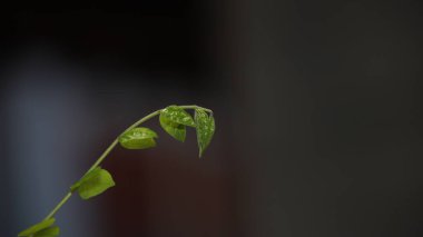 Genç çekimlerin yakın plan doğal arka plan. Ağaçların genç yeşil filizleri seçilmiş odak ve bulanık bokeh arkaplan ve sınırlı doğal ışıklandırmayla büyüyor.