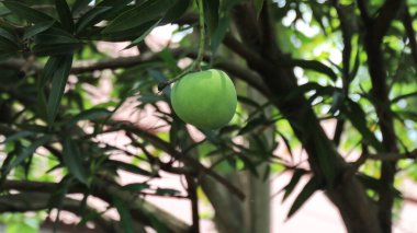 Mango ağacında mango meyvesi yakın çekim. Geçmişi bulanık bir sürü mango. Genç mango..