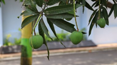  Mango ağacında mango meyvesi yakın çekim. Geçmişi bulanık bir sürü mango. Genç mango..