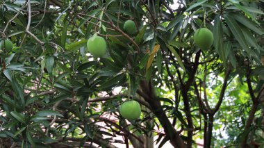  Mango ağacında mango meyvesi yakın çekim. Geçmişi bulanık bir sürü mango. Genç mango..
