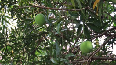  Mango ağacında mango meyvesi yakın çekim. Geçmişi bulanık bir sürü mango. Genç mango..