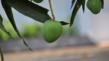  Mango ağacında mango meyvesi yakın çekim. Geçmişi bulanık bir sürü mango. Genç mango..