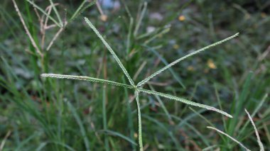  Wild plants, usually grow in any place without being planted. Close up