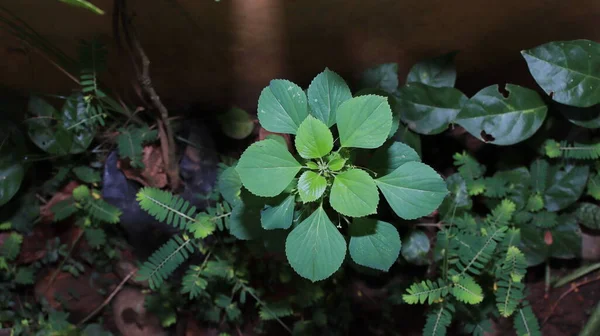 Wild Plants Usually Grow Any Place Being Planted Close — Foto Stock