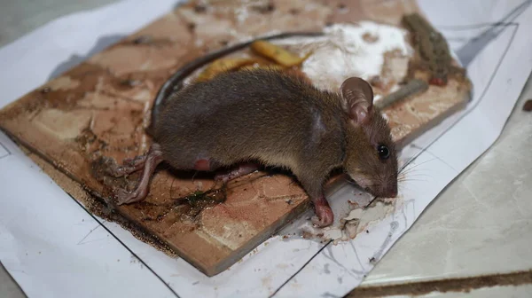 Tikus Yang Hidup Terjebak Oleh Lem Yang Kuat Tikus Tikus — Stok Foto