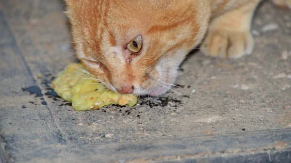 Cat Eats Fried Tempeh Floor Deliciously Relax — стоковое фото