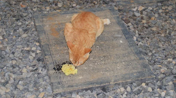 Kot Smażoną Tempeh Podłodze Wyśmienicie Zrelaksowany — Zdjęcie stockowe