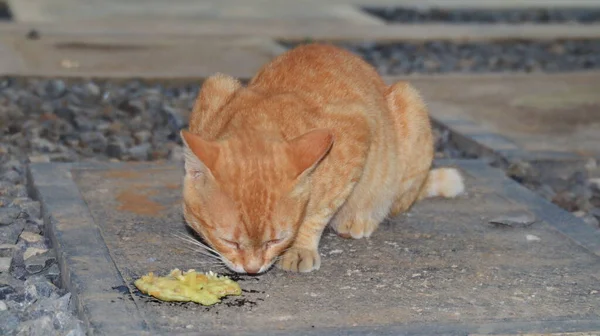 Cat Eats Fried Tempeh Floor Deliciously Relax — стоковое фото