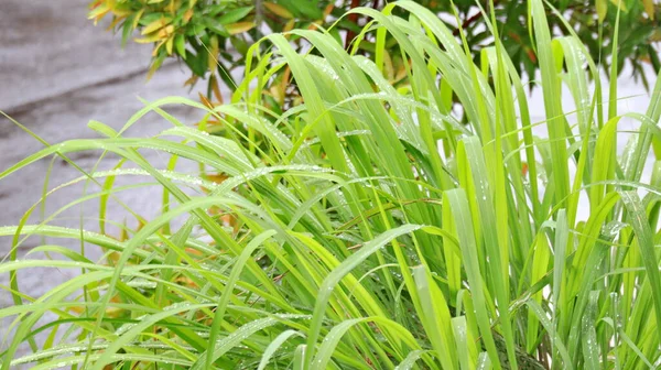 Filizlenmiş limongraas yaprakları. Yağmurdan sonra, yağmur damlaları limon otu yapraklarının üzerine çöktü. Limon ağacı yaprakları sabah çiğ ile ıslanır.