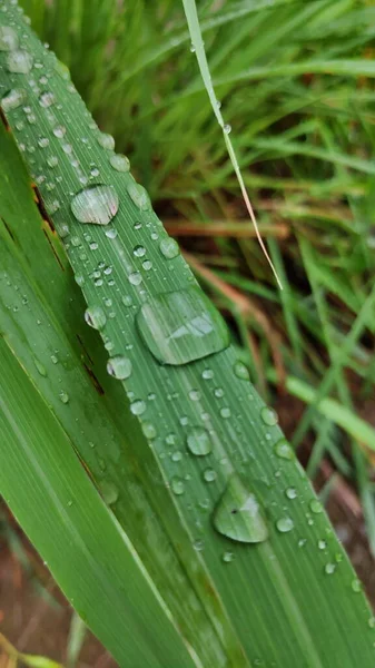 Yağmurdan sonra, yağmur damlaları limon otu yapraklarının üzerine çöktü. Limon ağacı yaprakları sabah çiğ ile ıslanır.