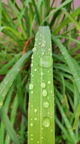 Yağmurdan sonra, yağmur damlaları limon otu yapraklarının üzerine çöktü. Limon ağacı yaprakları sabah çiğ ile ıslanır.