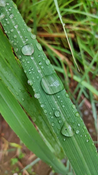 雨滴落在柠檬草叶上 早上柠檬草树上的叶子被露水淋湿了 — 图库照片