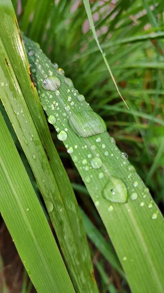Yağmurdan sonra, yağmur damlaları limon otu yapraklarının üzerine çöktü. Limon ağacı yaprakları sabah çiğ ile ıslanır.