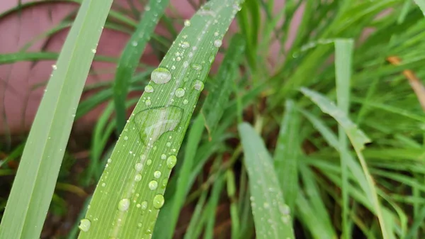 Yağmurdan sonra, yağmur damlaları limon otu yapraklarının üzerine çöktü. Limon ağacı yaprakları sabah çiğ ile ıslanır.
