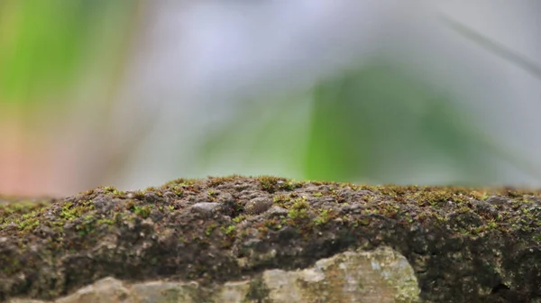 Mossy Old Wall Table Top Blurred Green Garden Background Can — Fotografia de Stock