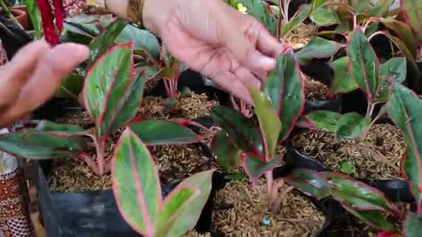 Aglonema Sri Rejeki Tipo Planta Ornamental Que Ampliamente Elegido Para — Vídeos de Stock