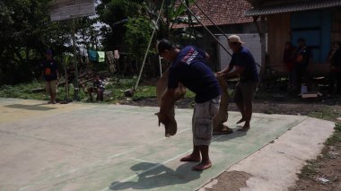 balap karung or sack race, traditional indonesian games to celebrate indonesia independence day, Batang Indonesia, August 17, 2022