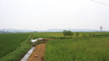The atmosphere of the morning in the green rice fields with the background of mount. Sawah or Rice field