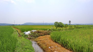 The atmosphere of the morning in the green rice fields with the background of mount. Sawah or Rice field