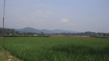 The atmosphere of the morning in the green rice fields with the background of mount. Sawah or Rice field