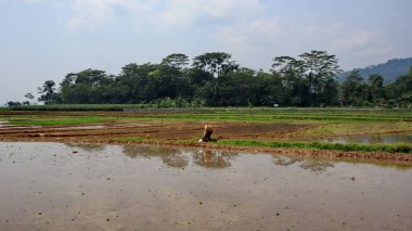 the farmer, cultivator ploughing or plowing his land with the plow, plough and in background is ripe rice paddy cow plowing field
