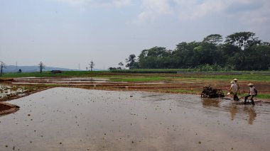 the farmer, cultivator ploughing or plowing his land with the plow, plough and in background is ripe rice paddy cow plowing field