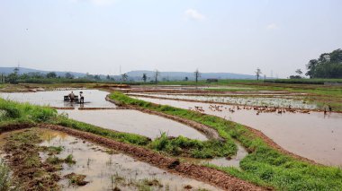 the farmer, cultivator ploughing or plowing his land with the plow, plough and in background is ripe rice paddy cow plowing field