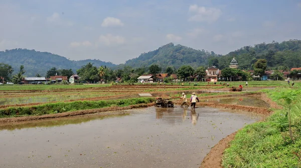 the farmer, cultivator ploughing or plowing his land with the plow, plough and in background is ripe rice paddy cow plowing field